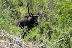 Moose-FZ2500-Walden-CO-08-21-2021-P1080495