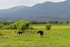 Moose-FZ2500-Walden-CO-08-21-2021-P1080546