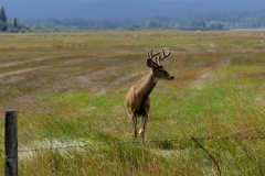 Mule-Deer-FZ2500-Walden-CO-08-21-2021-P1080524