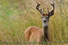 Mule-Deer-FZ2500-Walden-CO-08-21-2021-P1080533
