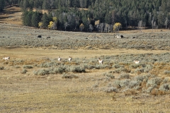 Yellowstone National Park