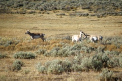 Yellowstone National Park