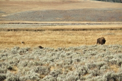 Yellowstone National Park