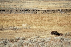 Yellowstone National Park