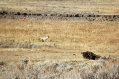 Yellowstone National Park