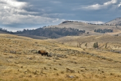 Yellowstone National Park