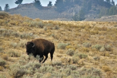 Yellowstone National Park