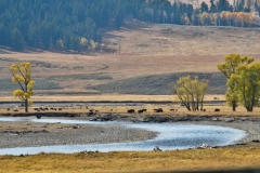 Yellowstone National Park
