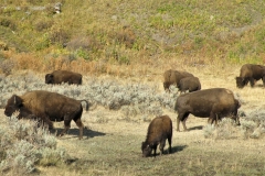 Yellowstone National Park