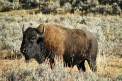 Yellowstone National Park