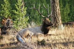 Yellowstone National Park