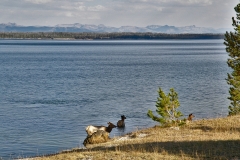 OLYMPUS IMAGING CORP.