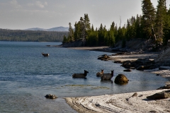 OLYMPUS IMAGING CORP.