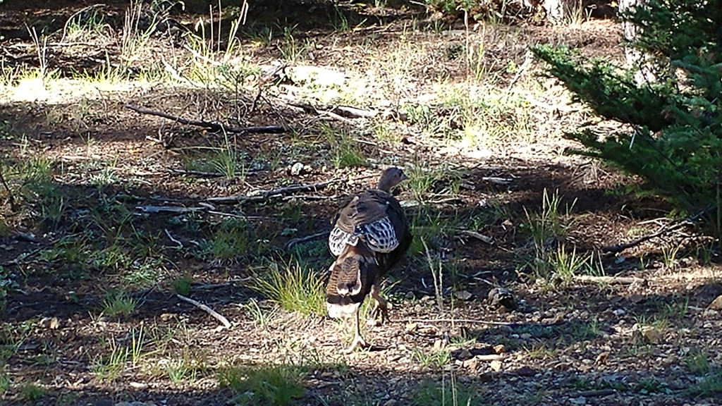 Turkey Flock on Trail Across Red River