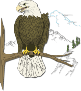Eagle Perched