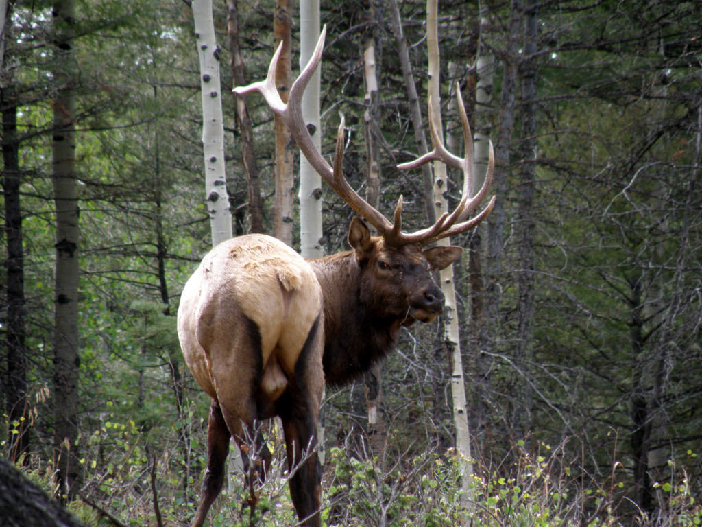 Bull Elk One of the Pets