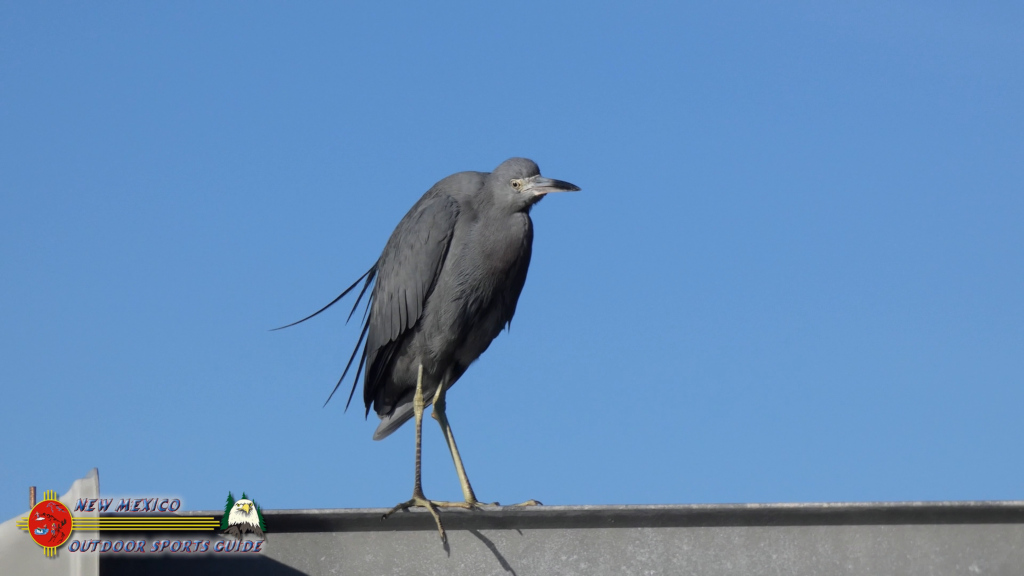 Shakett Creek Blue Heron
