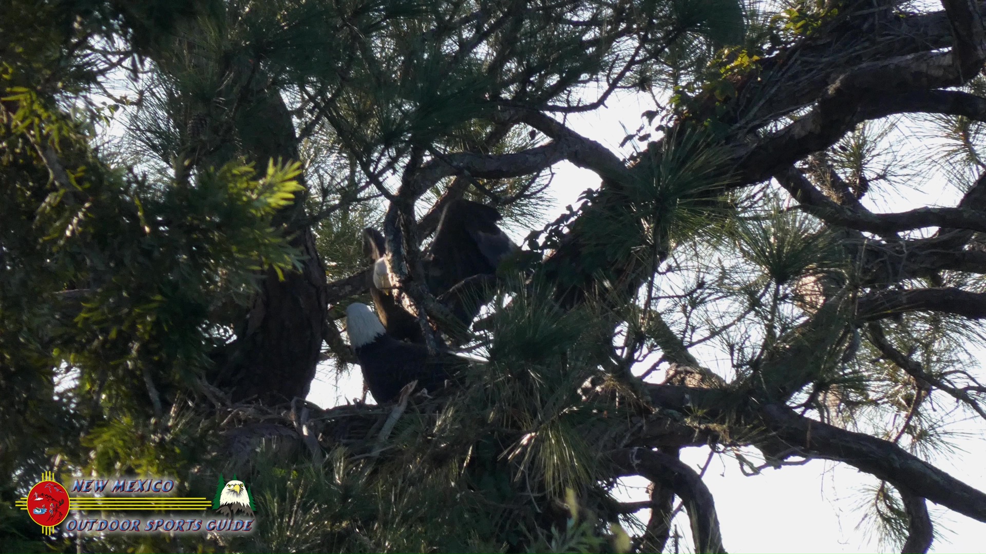 Bald Eagles Exchanging Nesting Turns Shakett Creek Lumix FZ80 11-28-2019