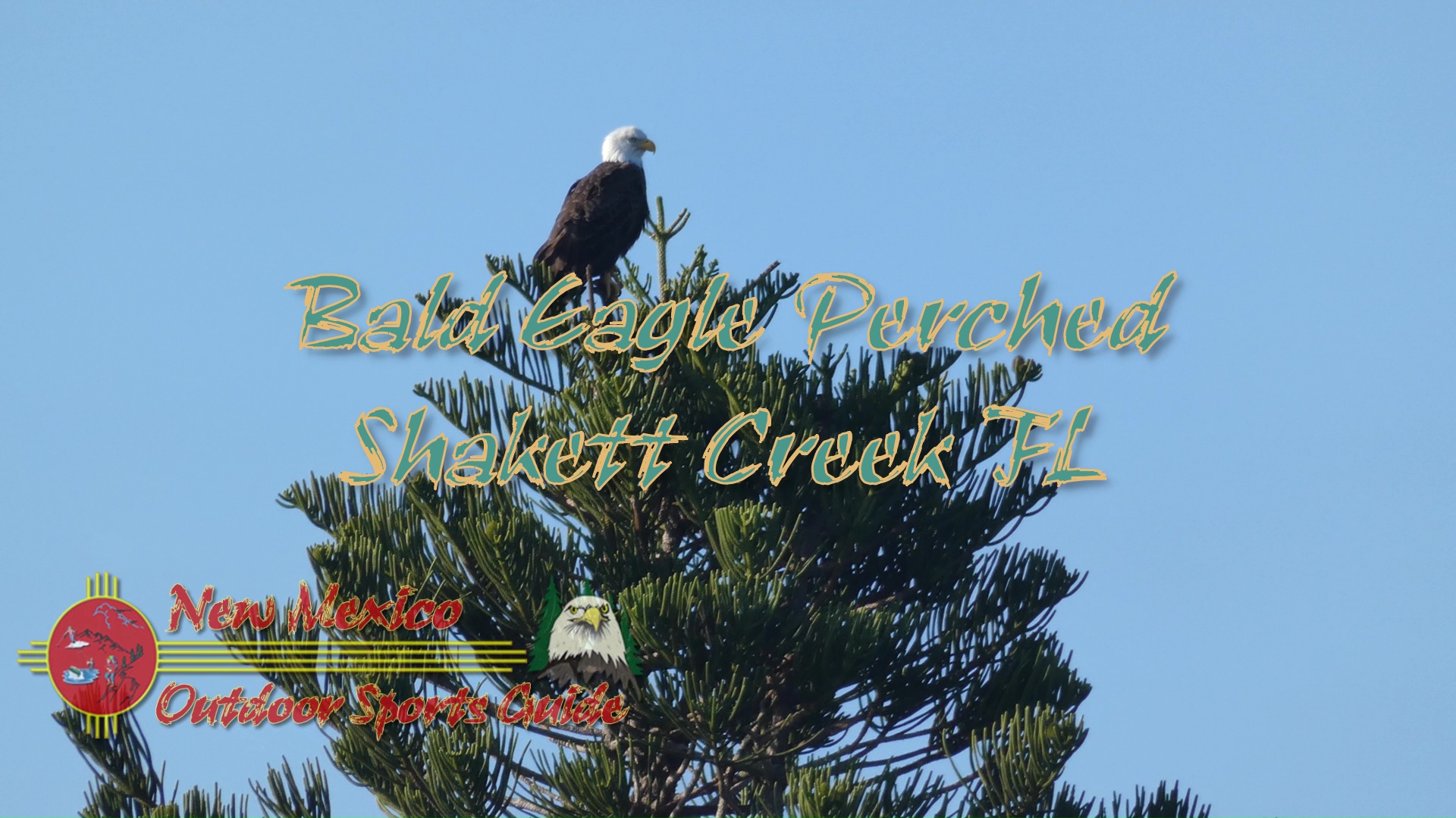 Bald Eagle Perched Shakett Creek FZ80 11-28-2019