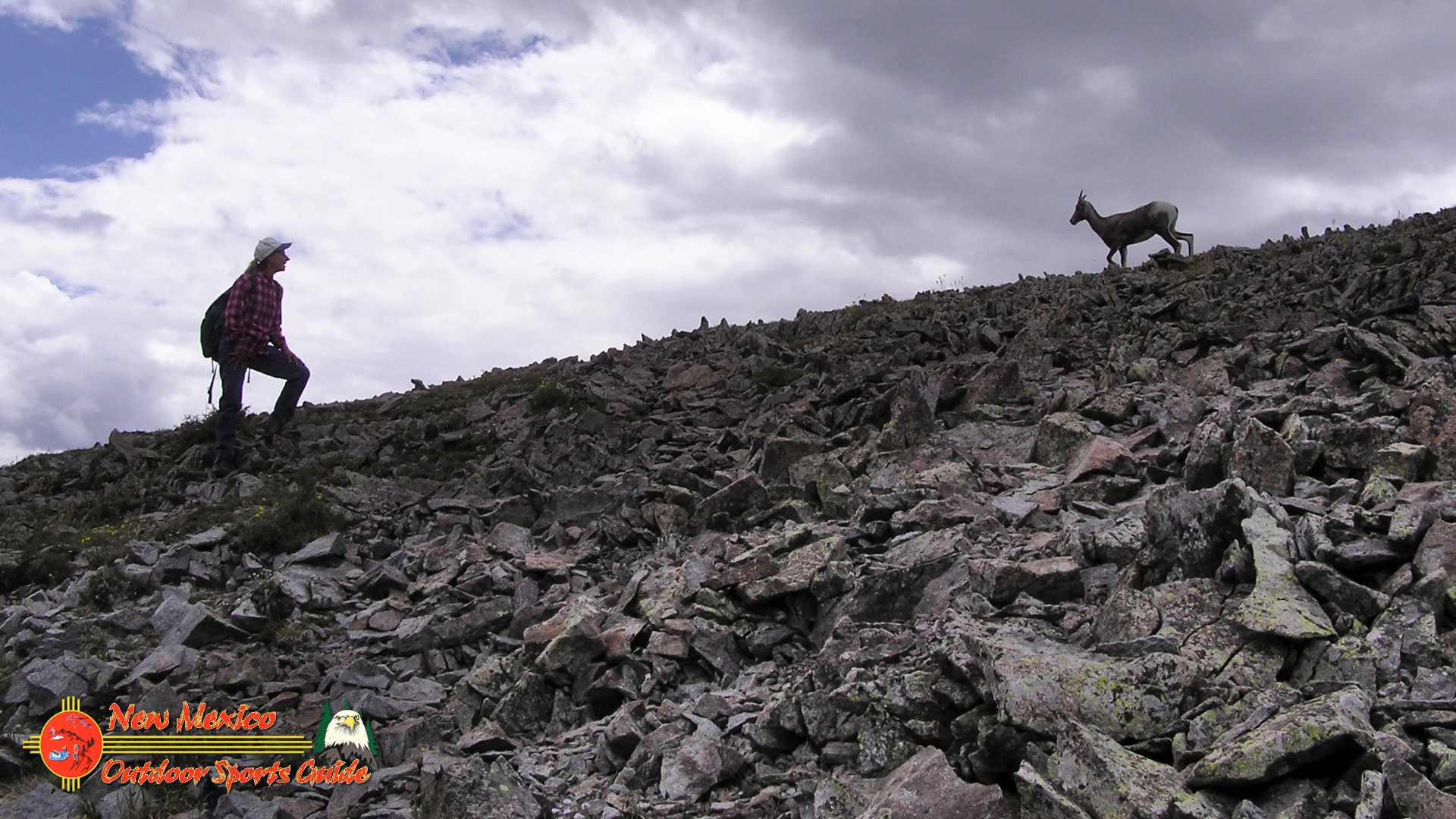 Latir Peak Wilderness Bighorn
