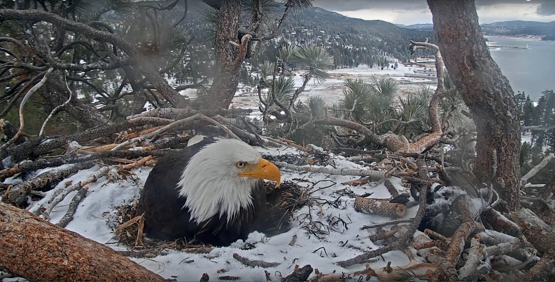 Big Bear Bald Eagle Cam 03-26-2021