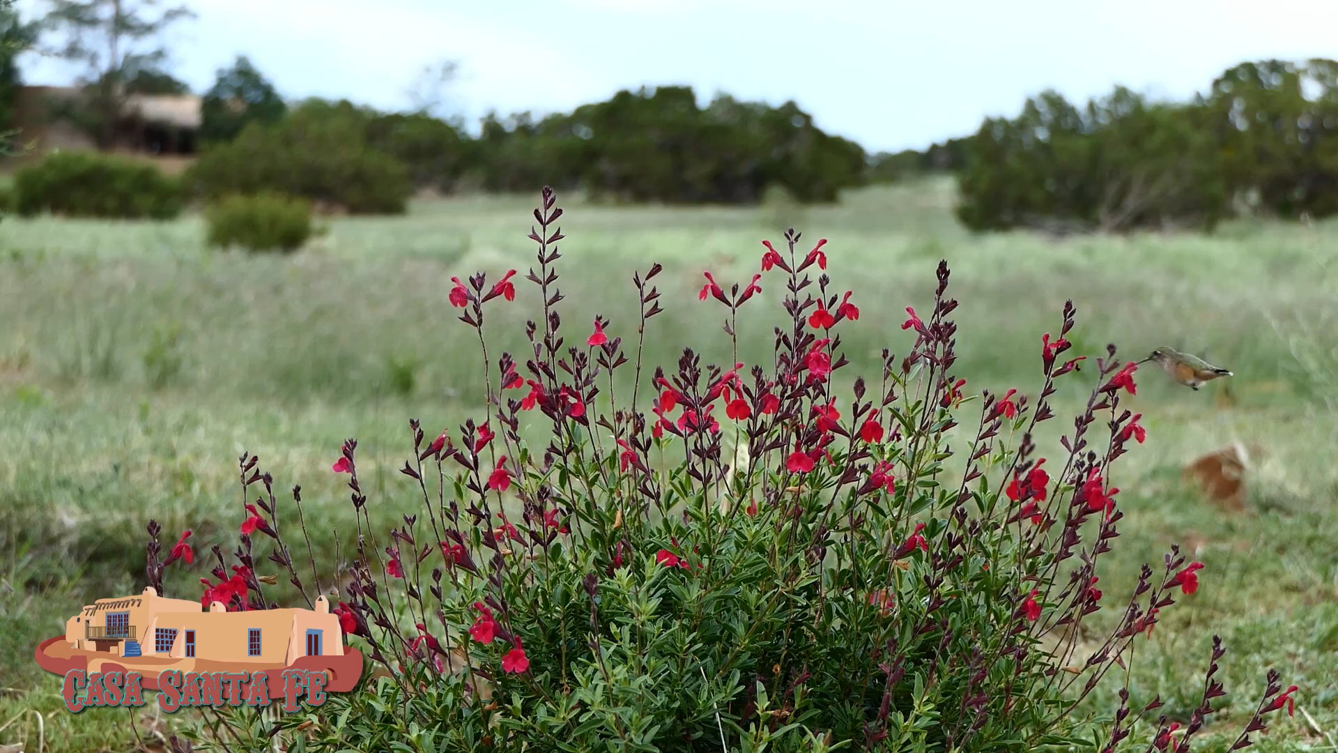 Hummingbird on Red Sage