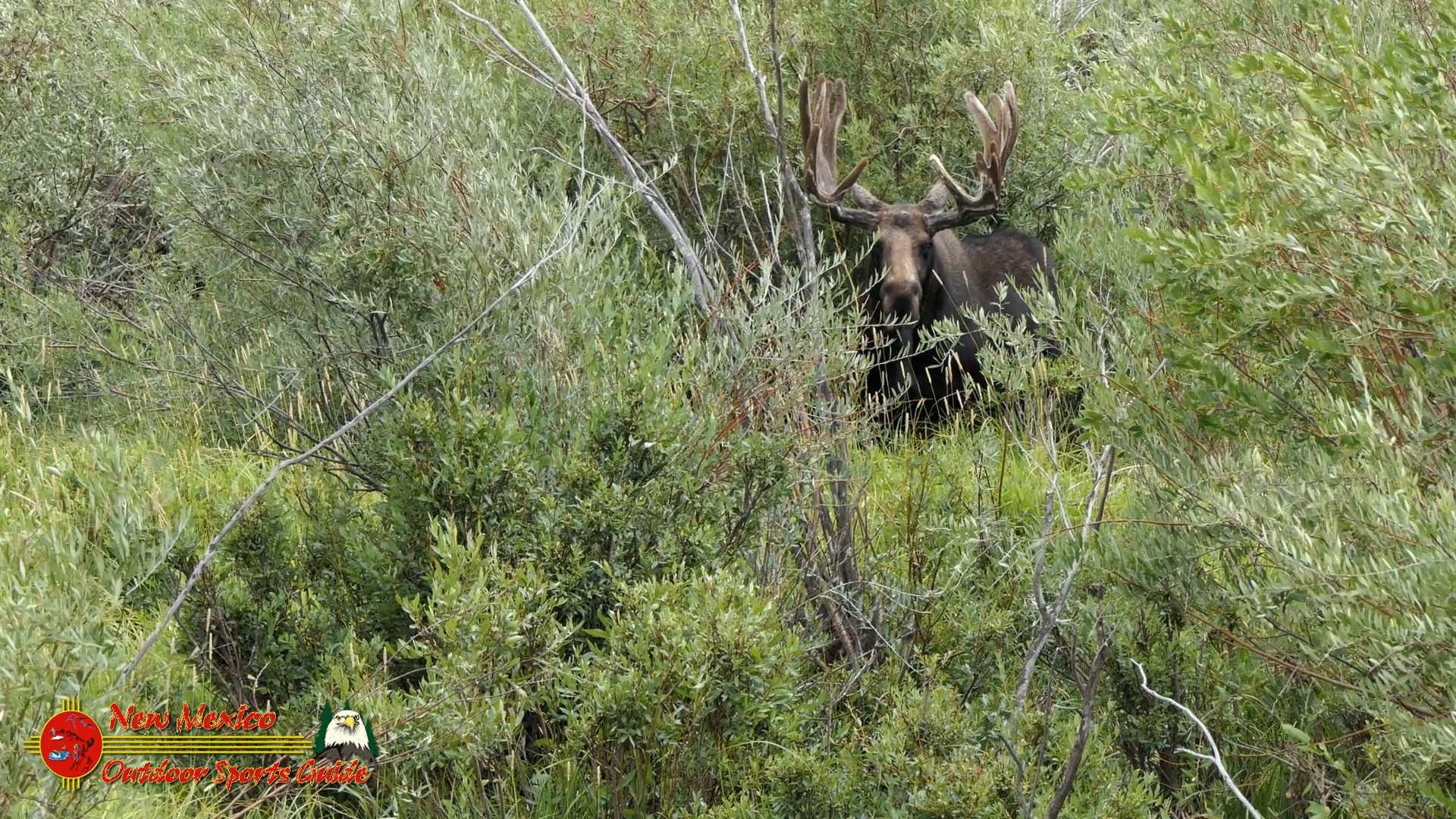 Colorado Moose - North Park - Walden FZ2500