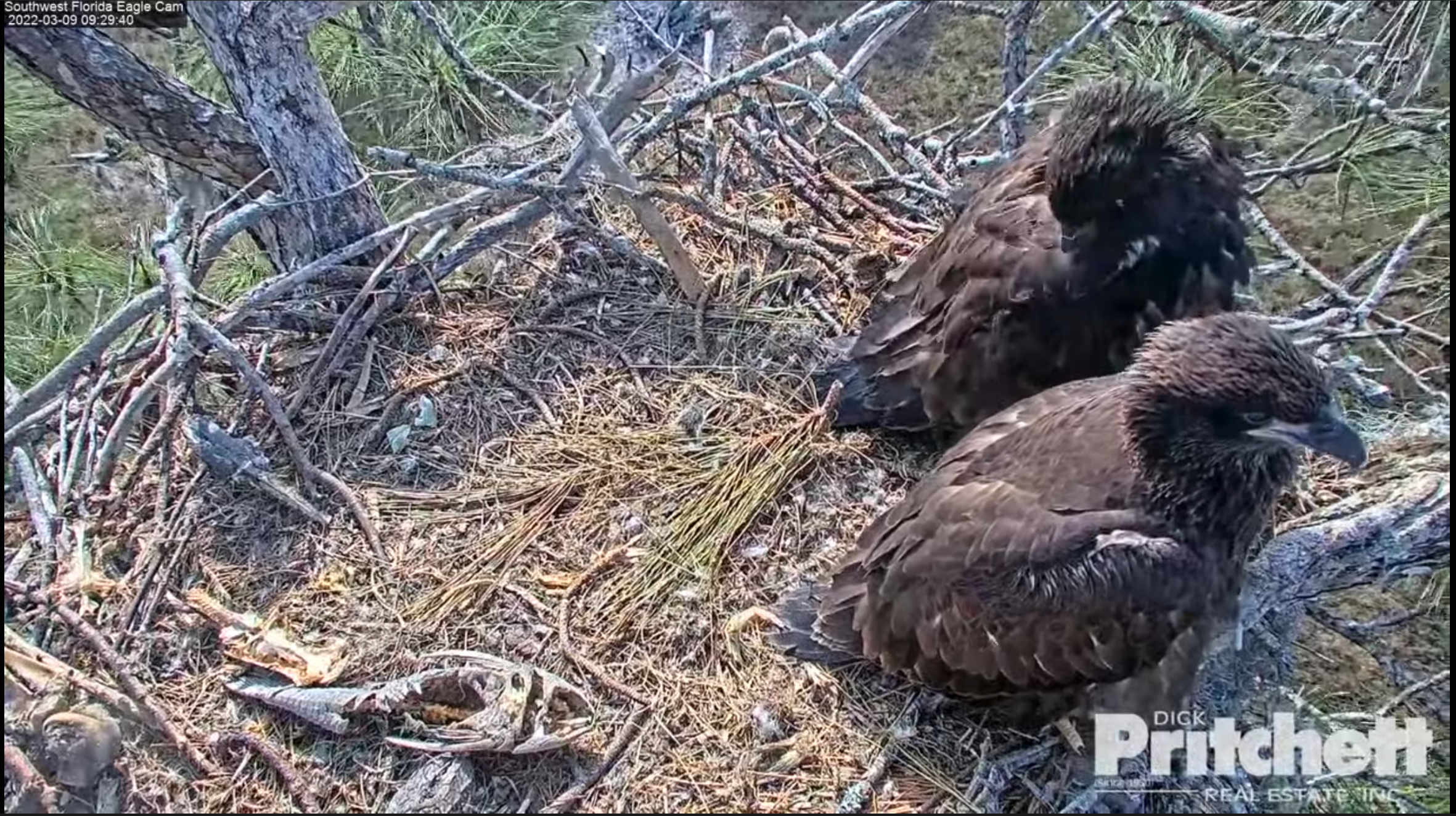 Eagle Cam