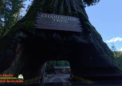 Hwy 1, Pacific Coast, Insta360 Ace Pro Drive Thru Tree