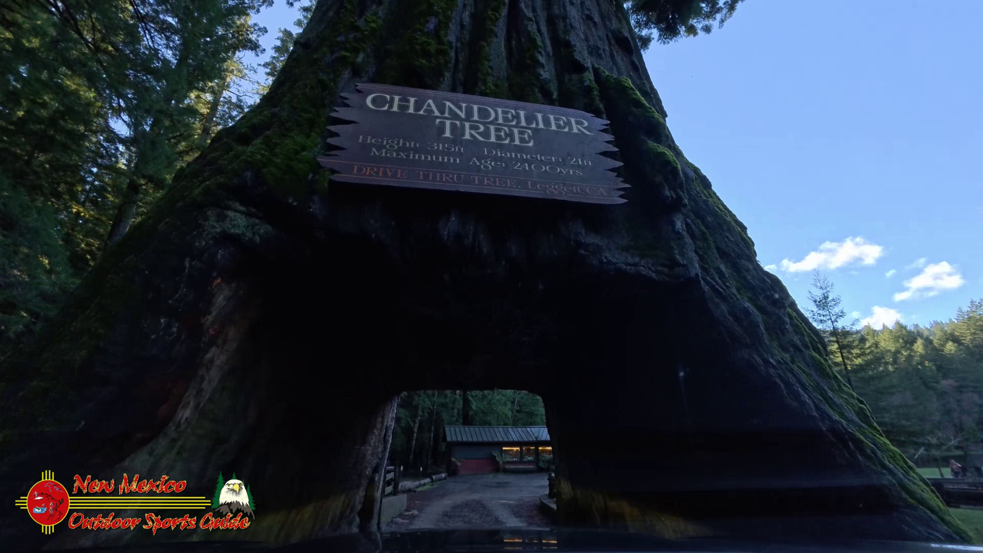 Hwy 1, Pacific Coast, Insta360 Ace Pro Drive Thru Tree