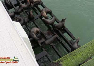 Santa Cruz Municipal Wharf Sea Lions