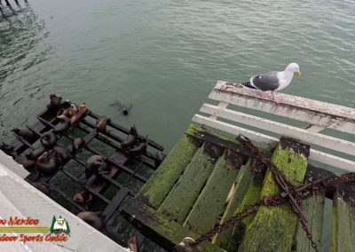 Santa Cruz Municipal Wharf Sea Lions