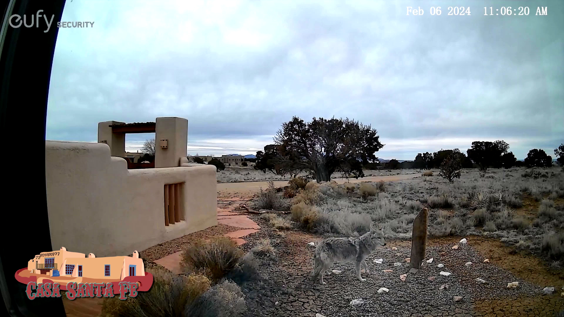 Wily the trusty guard Coyote