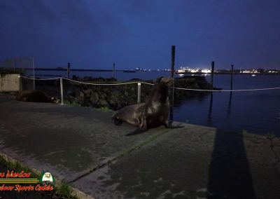 Hwy 1 Crescent City Chart Room Sea Lions