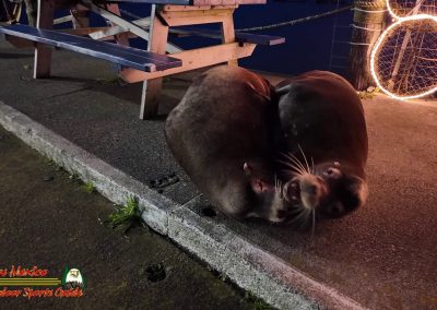 Hwy 1 Crescent City Chart Room Sea Lions