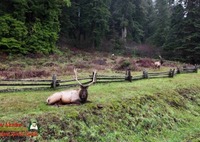Redwood National Forest Elk Klamath River Pocket 3