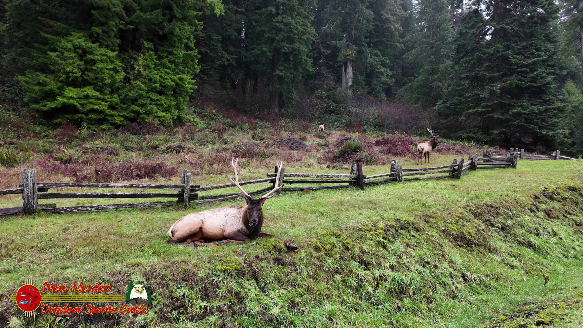 Redwood National Forest Elk Klamath River Pocket 3