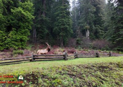 Redwood National Forest Elk Klamath River Pocket 3
