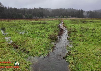 Redwood National Forest Elk Klamath River Pocket 3