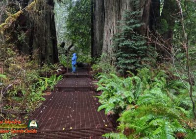 Redwoods National Park Grove of the Titans Paulette