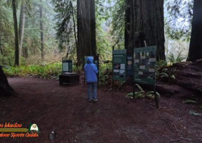 Redwoods National Park Grove of the Titans Paulette