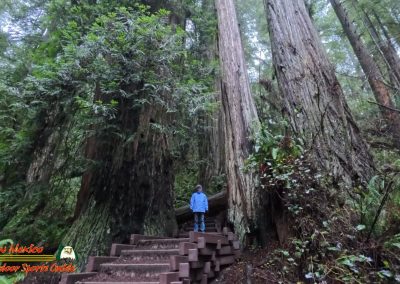 Redwoods National Park Grove of the Titans Paulette