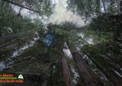 Redwoods National Park Grove of the Titans