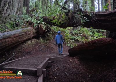 Redwoods National Park Grove of the Titans Paulette