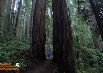 Redwoods National Park Grove of the Titans Paulette