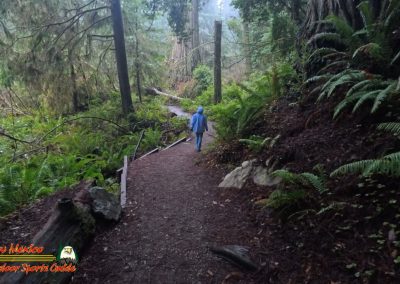 Redwoods National Park Grove of the Titans Paulette