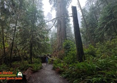 Redwoods National Park Grove of the Titans Paulette