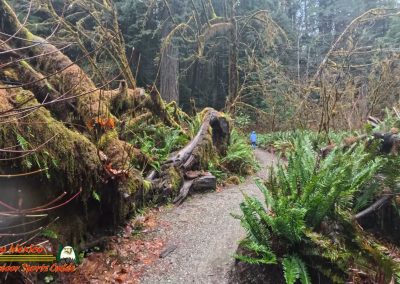 Redwoods National Park Grove of the Titans