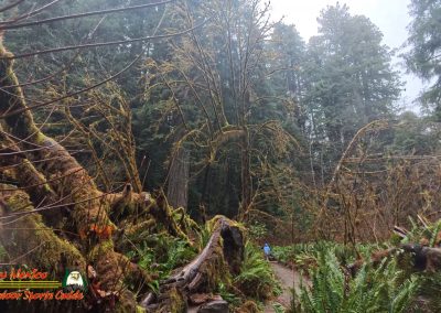 Redwoods National Park Grove of the Titans