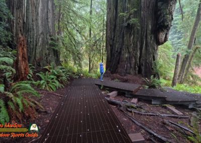 Redwoods National Park Grove of the Titans Paulette
